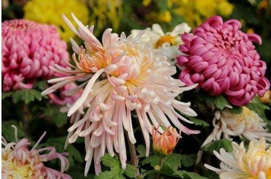 冬天啦，菊花开花好重要，怎么剪枝条才好咧？