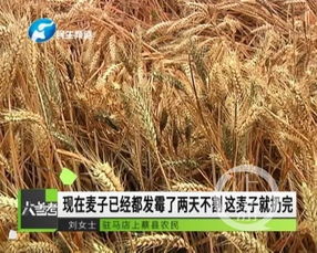 麦子快收割了还打农药吗呃？这样不会影响收成和口感吗？