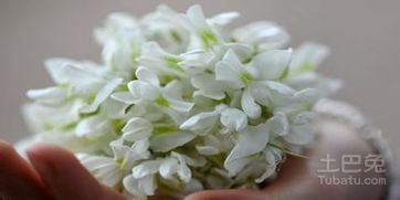 想看槐花？你知道槐花几月份开花吗