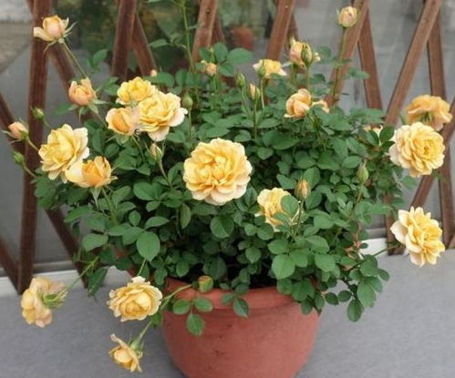 一、 修剪大花月季的时间