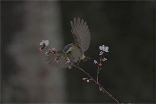 草长莺飞， 寻找编织好草