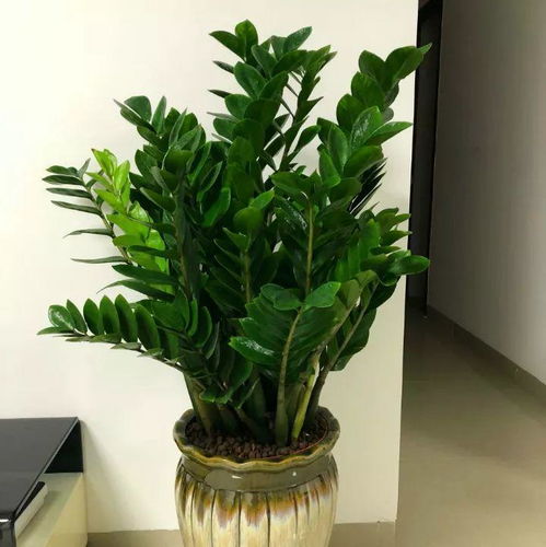 金钱树换盆时需要剪掉部分根吗？这样做对植物生长有影响吗