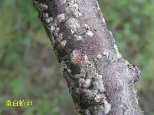 樱桃树全年用药表里哪些常用药品适合防治樱桃树病虫害