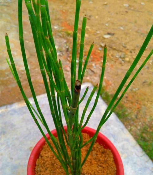 路边种草，选高茎干品种真的好吗？