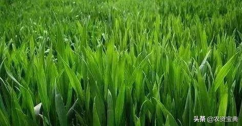 除草剂， 你的威力有多大