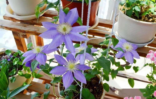 铁线莲：蓝紫之花， 冬天的温暖