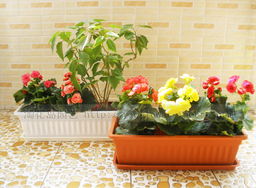 大塑料花盆选花攻略：长得旺又美得大方