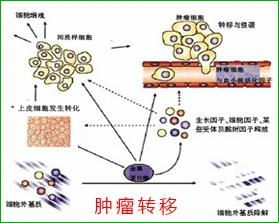 蛋壳钙代谢调控与养殖环境关联
