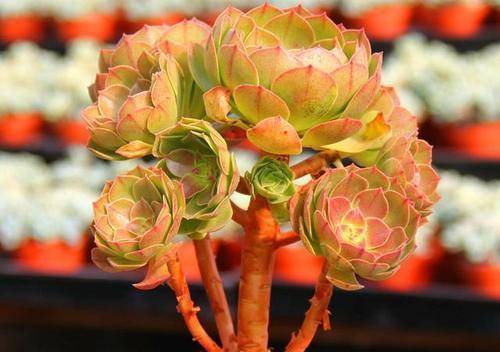 一边，保持适当水分应，避免花朵因缺水而凋谢。