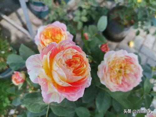 魔果，这花儿可真是高档！