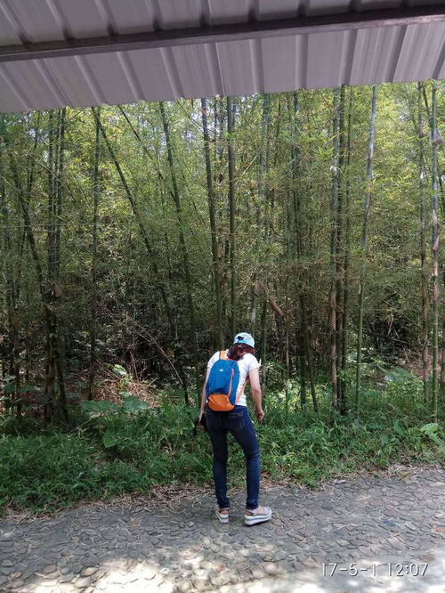 竹林深处，阳光斑驳