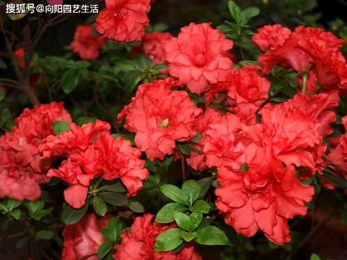 杜鹃花为何6月后不再开花？揭秘背后的原因