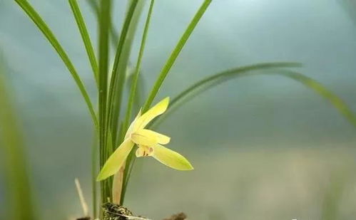 开花时间：春兰的盛装时刻