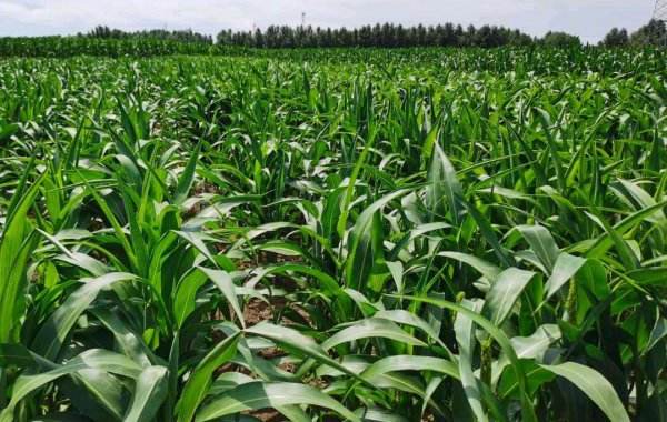 虫害防治，我有妙招