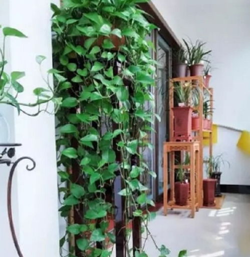 对家居环境有好处吗？当然有！