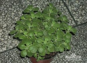 夏季养殖技巧：如何高效培育米兰花，注意这些要点！