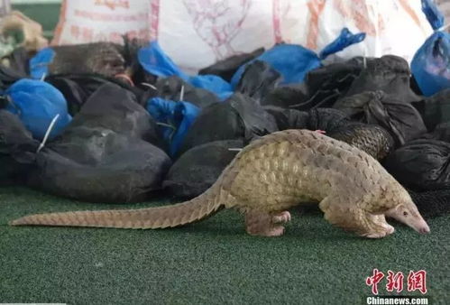 广州海关查获逾万张貂皮，引发非法野生动物贸易关注