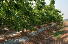 果树下杂草多怎么办？试试这3种草，可嫩每年帮你省下3000元除草费哦！