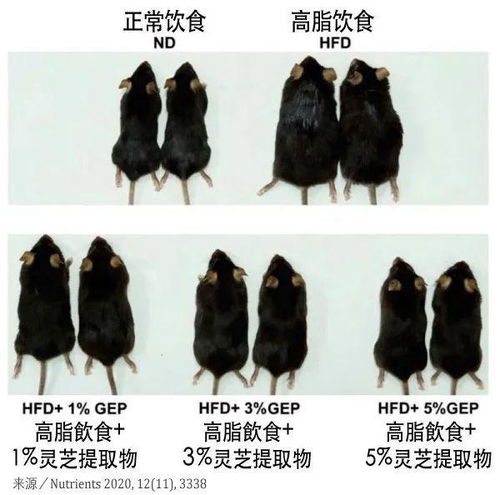 高脂饮食小鼠饲料价格是否会影响其喂养效果及健康状态？