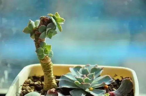 银手指长徒后的砍头处理：揭秘如何避免损坏