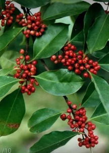 冬青树， 秋天的黄金期