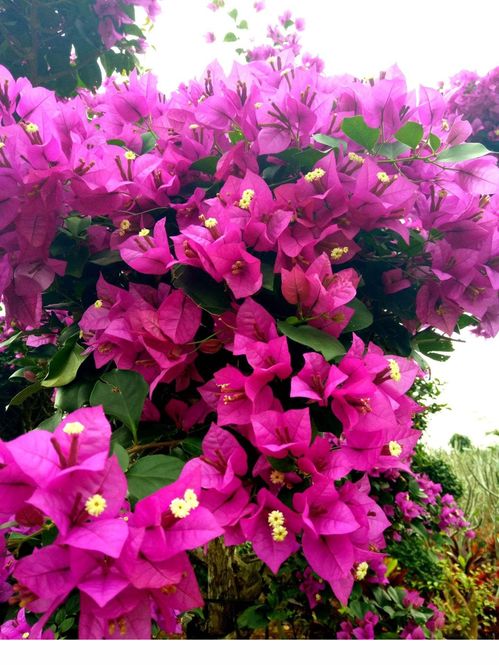 八、石楠：翠绿如玉，美丽动人