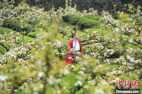 去年4月， 我在永新镇梨花山亲眼见过采药队作业