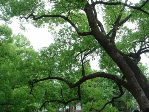 坚韧的品格，随和的性情