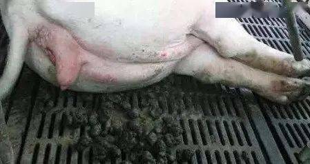 母猪便秘有哪些严重危害？养猪人如何有效解决？