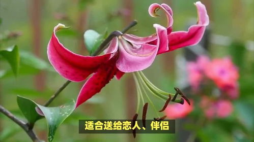 金蝉花的花语和美丽寓意究竟蕴含着怎样的深层含义