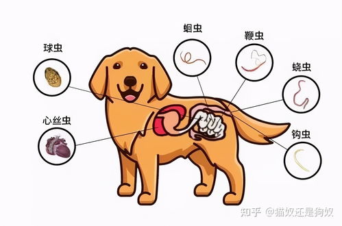 阿维菌素，狗狗Neng吃吗？