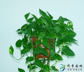 绿萝——天然加湿帘