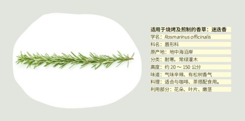 香草的种植与收获