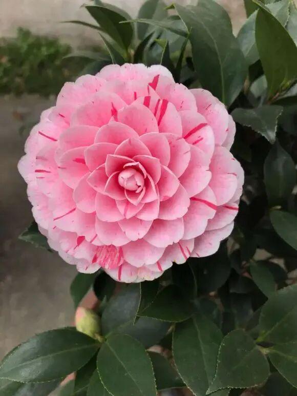 茶花叶子：大自然的绿色诗篇