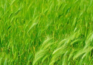 黄花菜田除草剂的选择