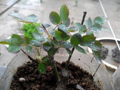 病虫害防治， 守护生命的使者