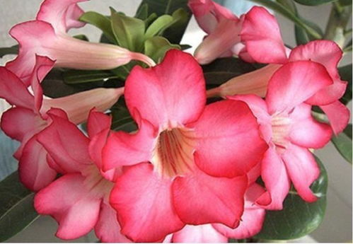 季节交替，玫瑰养护全攻略