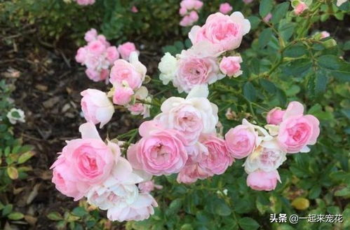 一、 夏季浇水时间大揭秘