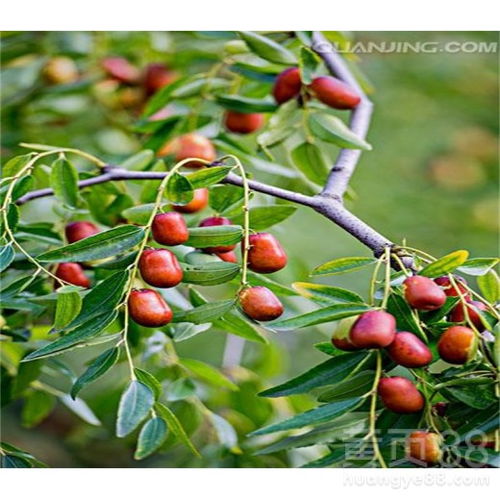 我买了两棵枣树， 一棵没有发芽，另一棵也没有发芽