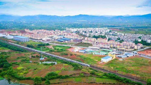 惠州惠城区下角凌湖二路：花的海洋