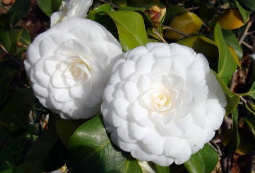 茶花叶子干枯掉落的悲伤