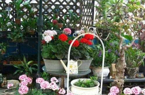 养花也是一种生活态度