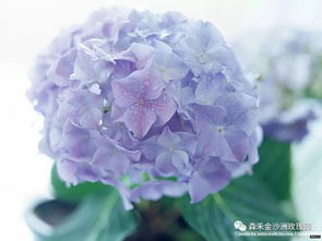 绣球变粉，秘诀何在