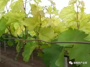 葡萄叶子发黄，生长停滞，是除草剂惹的祸吗？