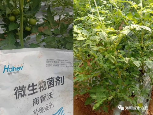 阳光、 根系、水分，dou是萎蔫的罪魁祸首