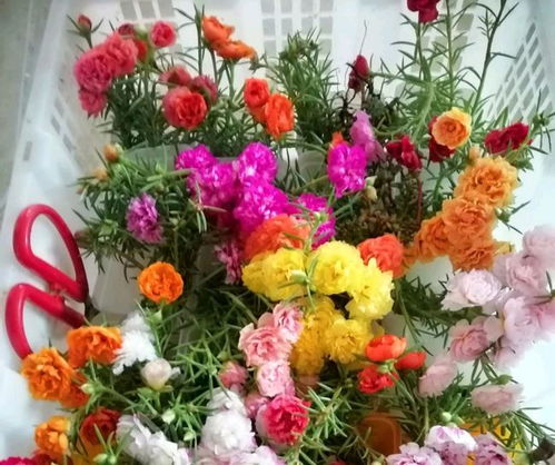 夏日花卉养护， 这些小技巧要知道