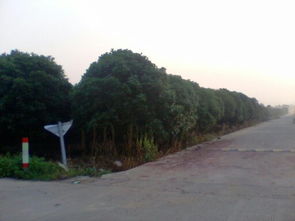 金华市一沃苗木有限公司，桂花树价格展示