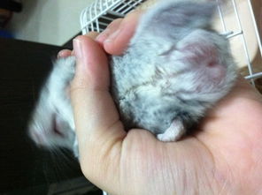 bing且仓鼠的呼吸、消化系统等dou较为脆弱,在面对杀虫剂这类有毒物质时geng容易受到伤害。