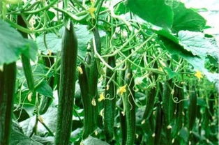 防治黄瓜锈病，我有妙招！