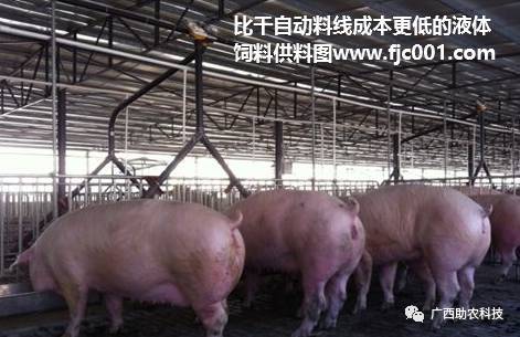 “病从口入”警示猪场，严控饲料安全是关键